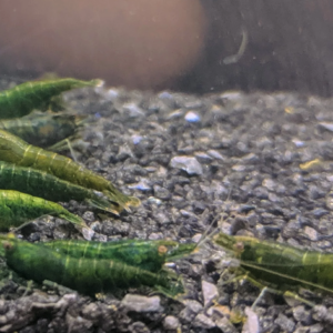 Temp image of our Green Jade Shrimp.